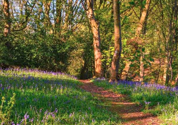 Keith Anderson Woodland Surveys